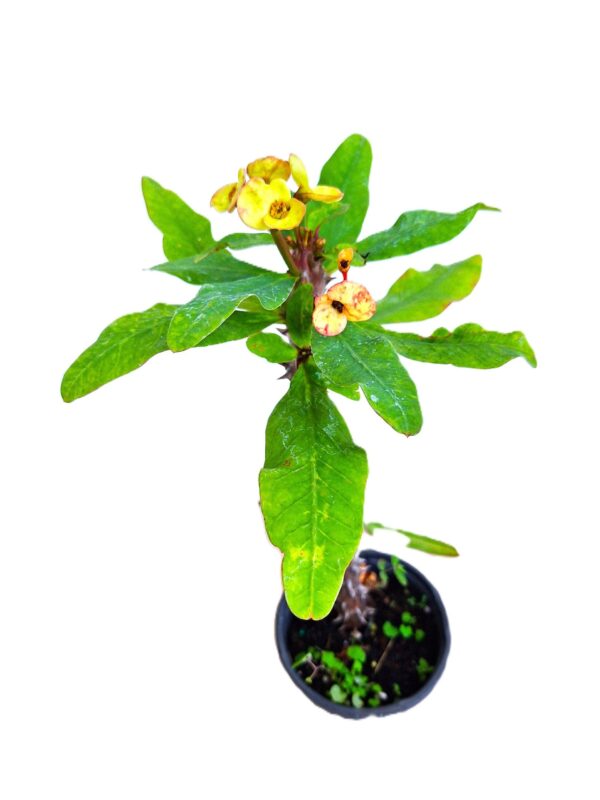 A plant with yellow flowers in a black pot.