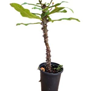 A small tree in a black pot on the floor.