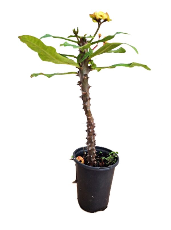 A small tree in a black pot on the floor.