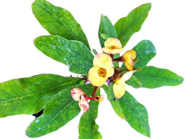 A plant with green leaves and yellow flowers.