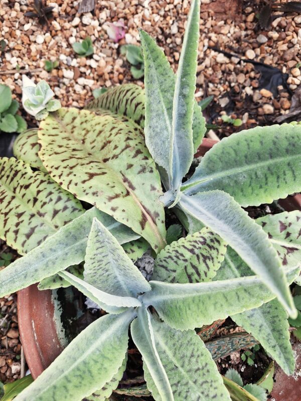 A plant with green leaves growing in the dirt.