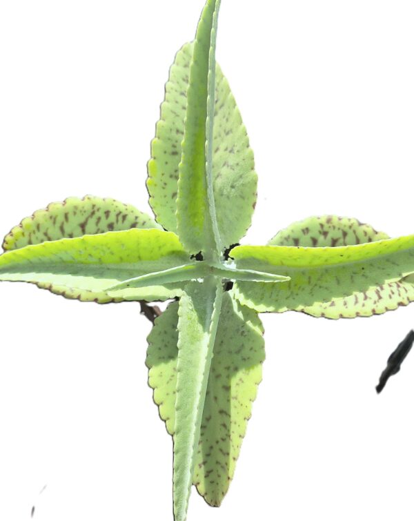 A close up of the leaves on a plant