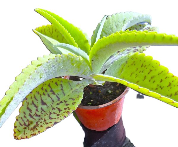 A plant that is in a pot on the ground.