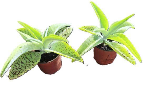 Two green plants in a brown pot on the ground.