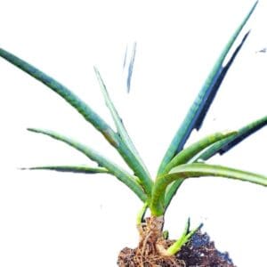 A plant that is growing in the dirt.