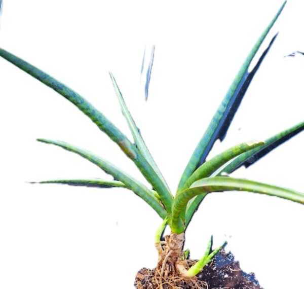 A plant that is growing in the dirt.