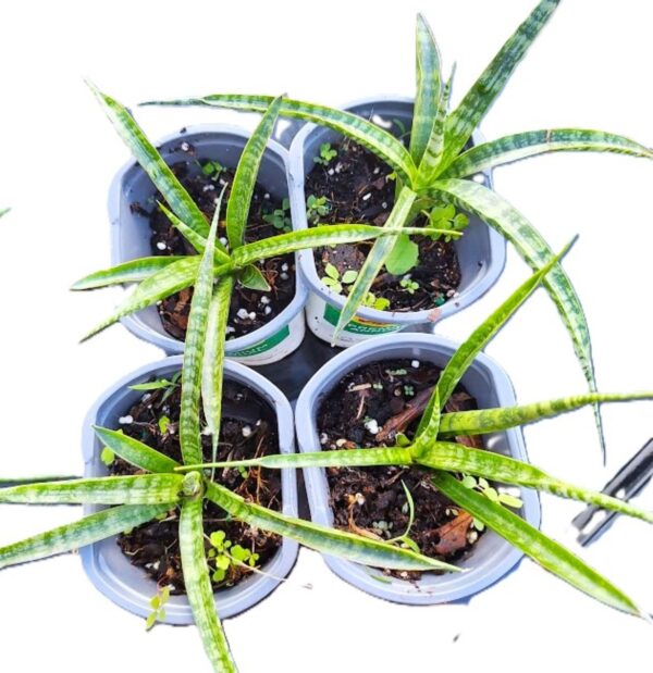 A group of four potted plants sitting on top of a table.