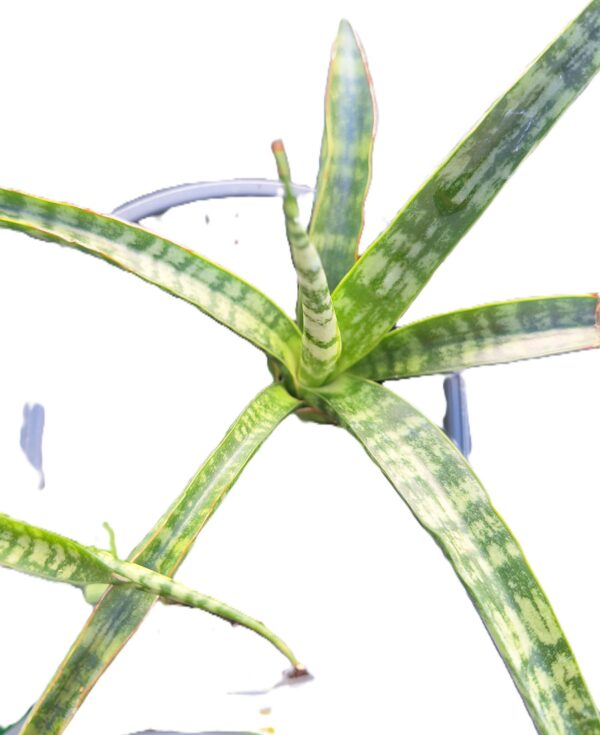 A close up of the plant 's leaves on it