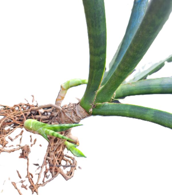 A close up of the plant roots and stems