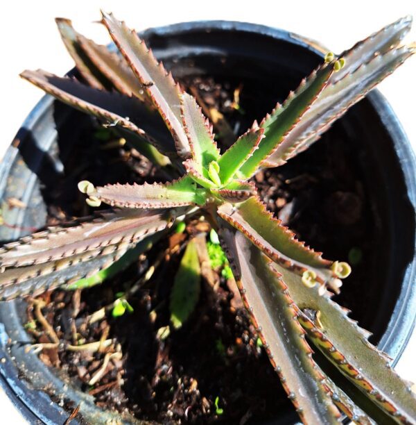 A close up of the top of an aloe plant