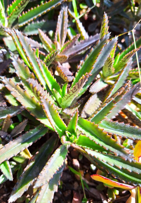 A close up of the leaves on a plant