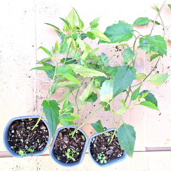 Three pots of plants sitting on a table.