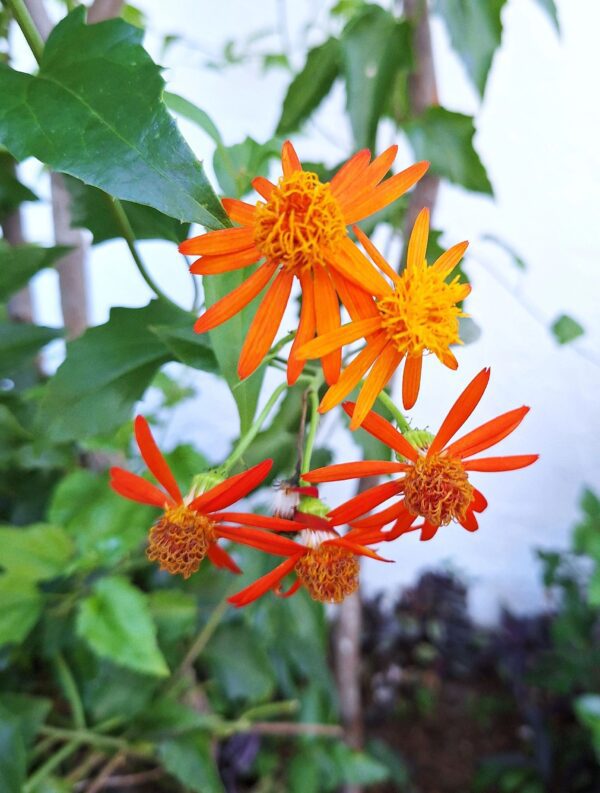 A close up of orange flowers with green leaves