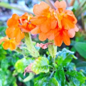 A close up of some orange flowers in the grass