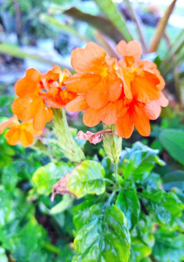A close up of some orange flowers in the grass