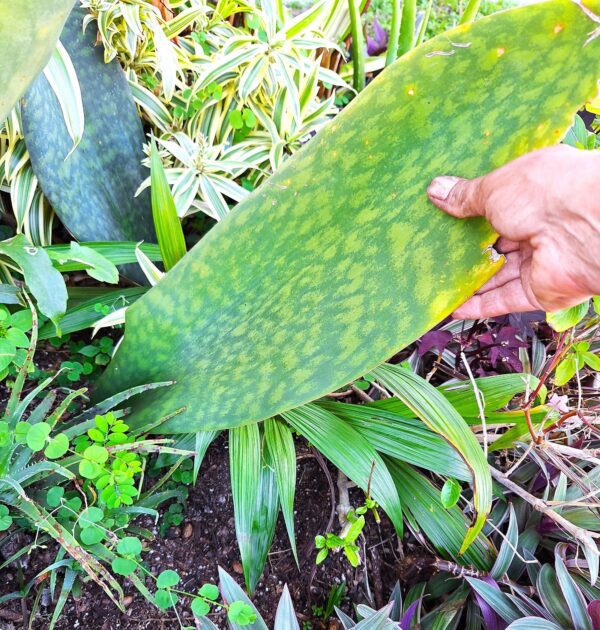 A person touching the leaf of an agave plant.