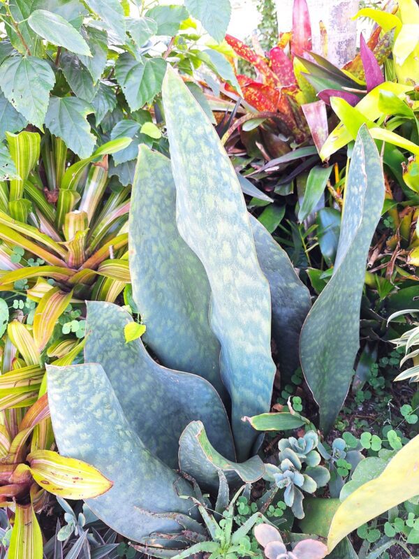 A plant with many leaves in the middle of some plants