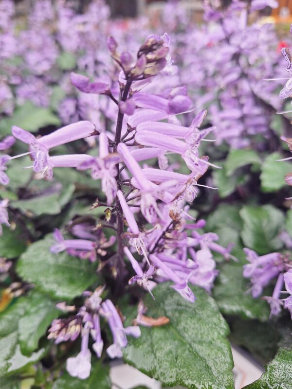 A close up of purple flowers with green leaves