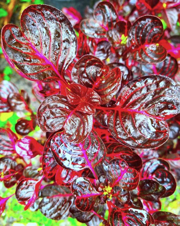 A close up of some red and white plants