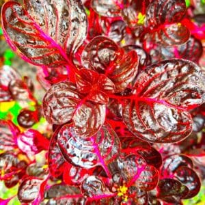 A close up of some red and green plants