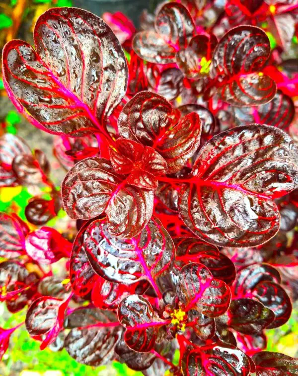 A close up of some red and green plants
