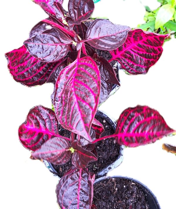 A close up of some purple plants