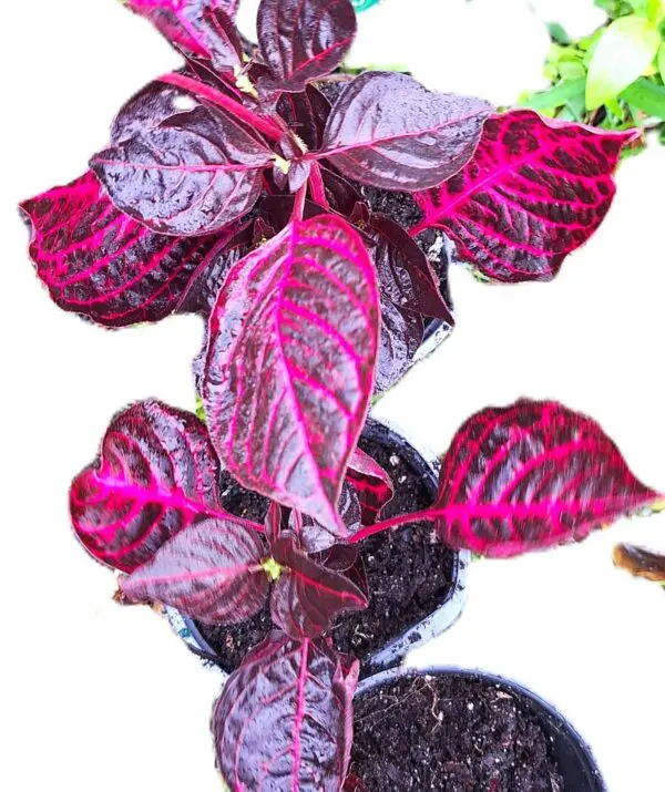 A close up of some purple plants