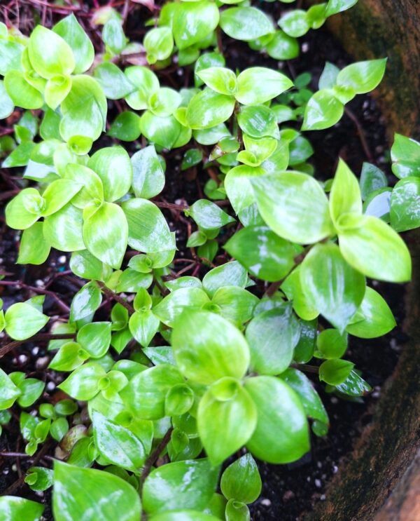 A close up of some green plants in a pot