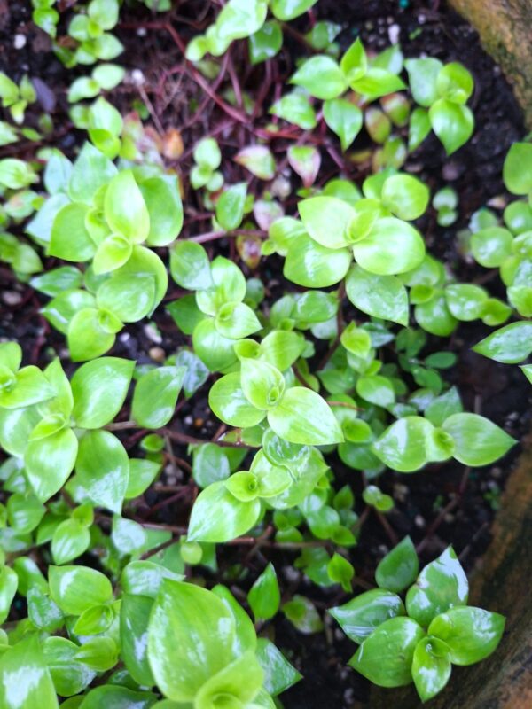 A close up of some green plants growing in the ground