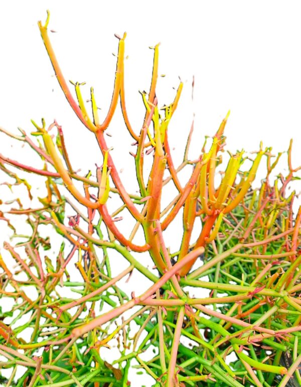 A close up of the branches and leaves on a tree