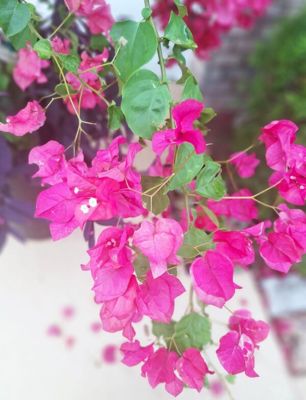 A close up of pink flowers with green leaves