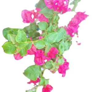 A pink flower with green leaves on it