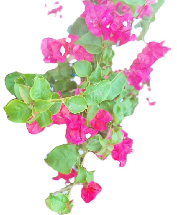 A pink flower with green leaves on it