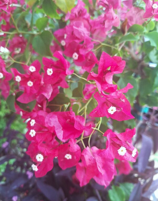 A close up of some pink flowers with green leaves