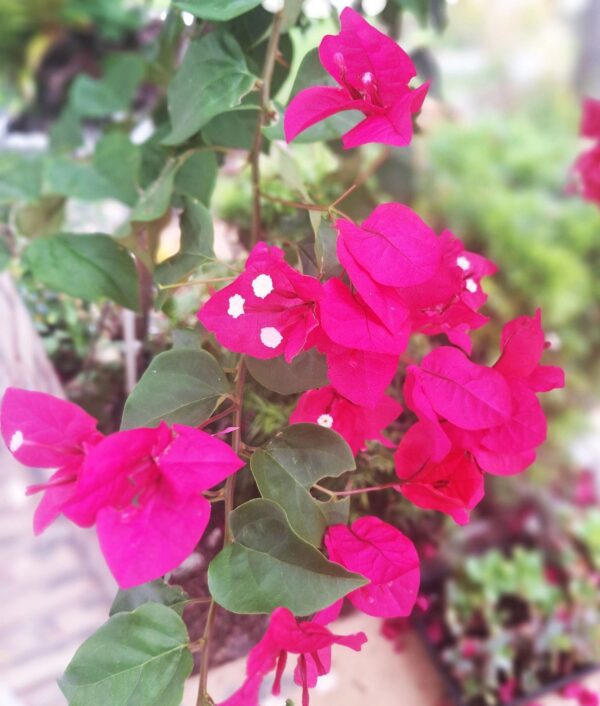 A close up of some pink flowers with white dots
