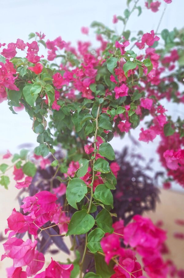 A close up of some pink flowers on a tree