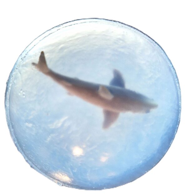 A shark swimming in the water on top of a bubble.