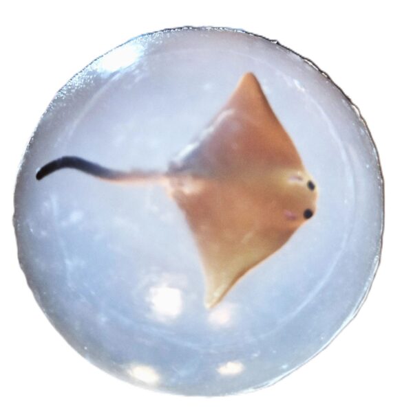 A fish is swimming in the water.