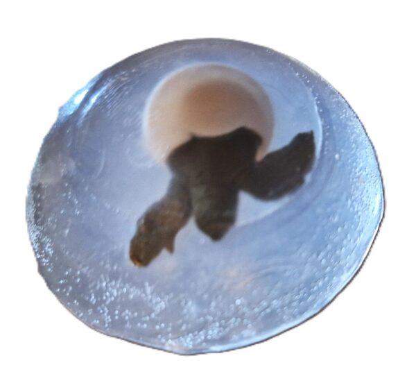 A picture of the bottom of a bowl.