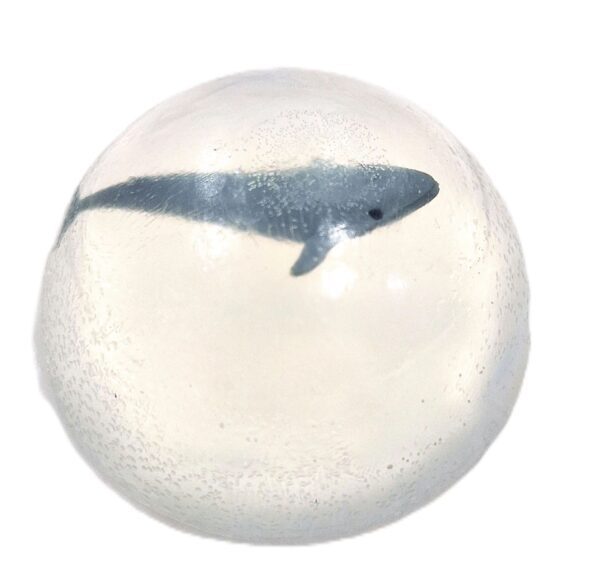A whale is swimming in the water.