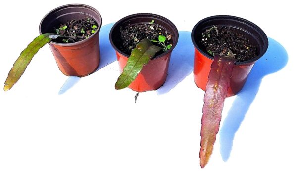 Three pots with different plants in them