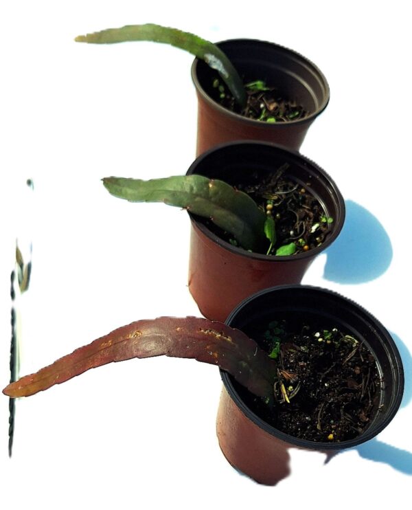 Three cups with plants in them on a table.