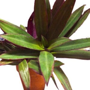 A close up of the leaves on a plant