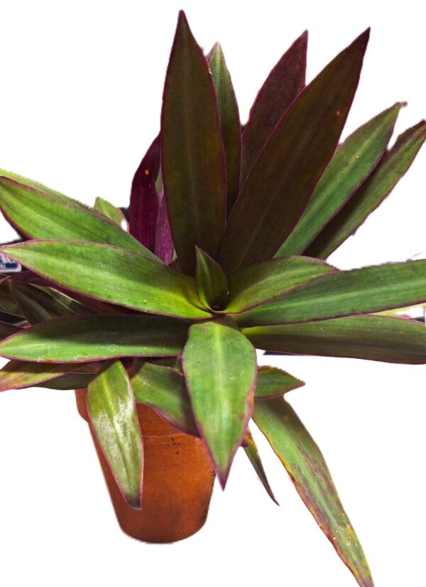 A close up of the leaves on a plant