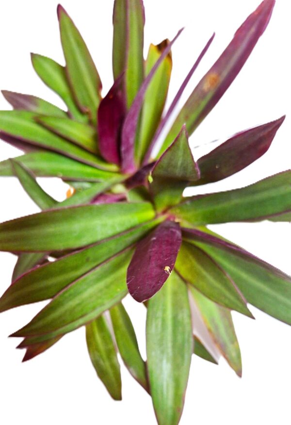 A close up of the leaves on a plant