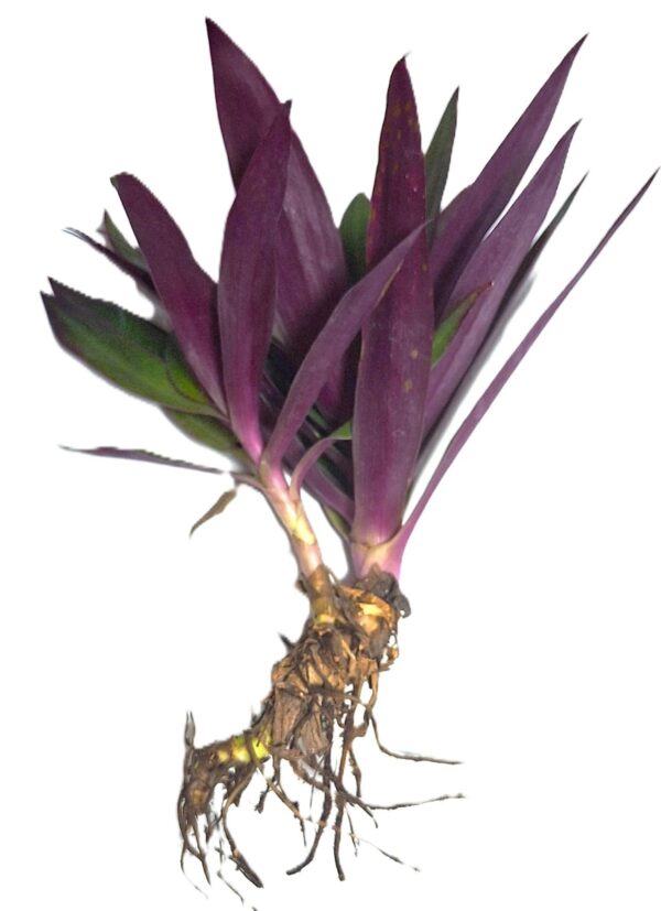 A purple plant with green leaves and roots.