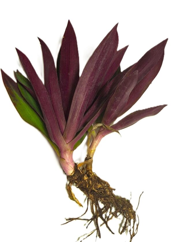 A plant with purple leaves and green stems.