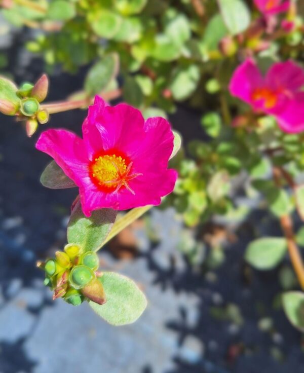 A close up of some pink flowers with green leaves