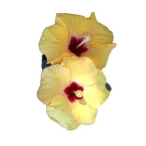 Two yellow flowers with red centers on a white background