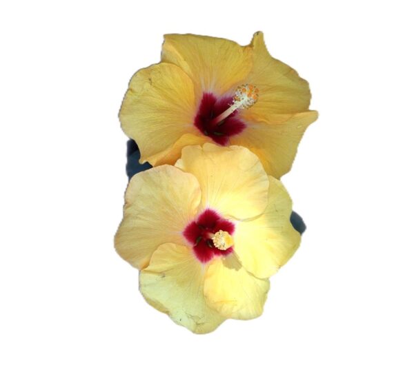 Two yellow flowers with red centers on a white background